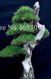 20 SEEDS for BONSAI PINE TREE #4 dwarf mini rare exotic garden plant USA Seller Garden Plants