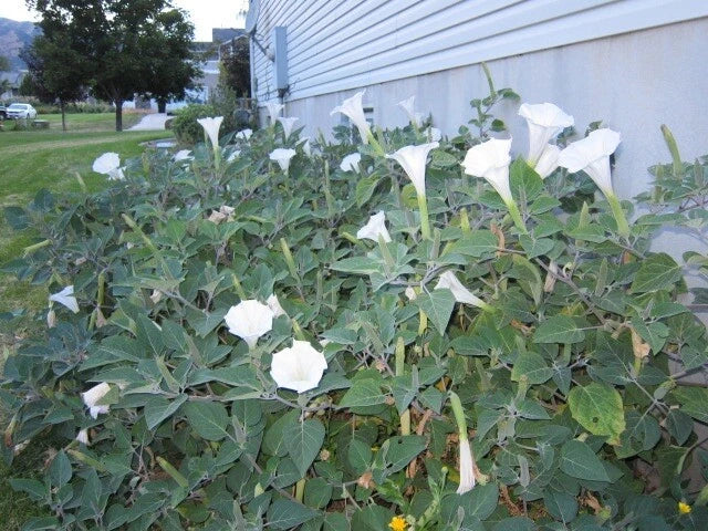 Datura, 150 Seeds, Trumpet Flower, Angel Trumpet, Moon Flower, Sacred Datura Flowering Plants