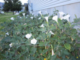 Datura, 150 Seeds, Trumpet Flower, Angel Trumpet, Moon Flower, Sacred Datura Flowering Plants