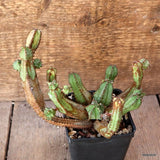 D4692 EUPHORBIA JANSENVILLENSIS pot8-H14-W16 cm MaMa Cactus Green Plant
