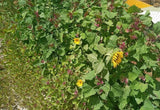 Lambsquarters Magenta Spreen , ~500 Seeds,Organic NonGmo grows 10ft tall Roses