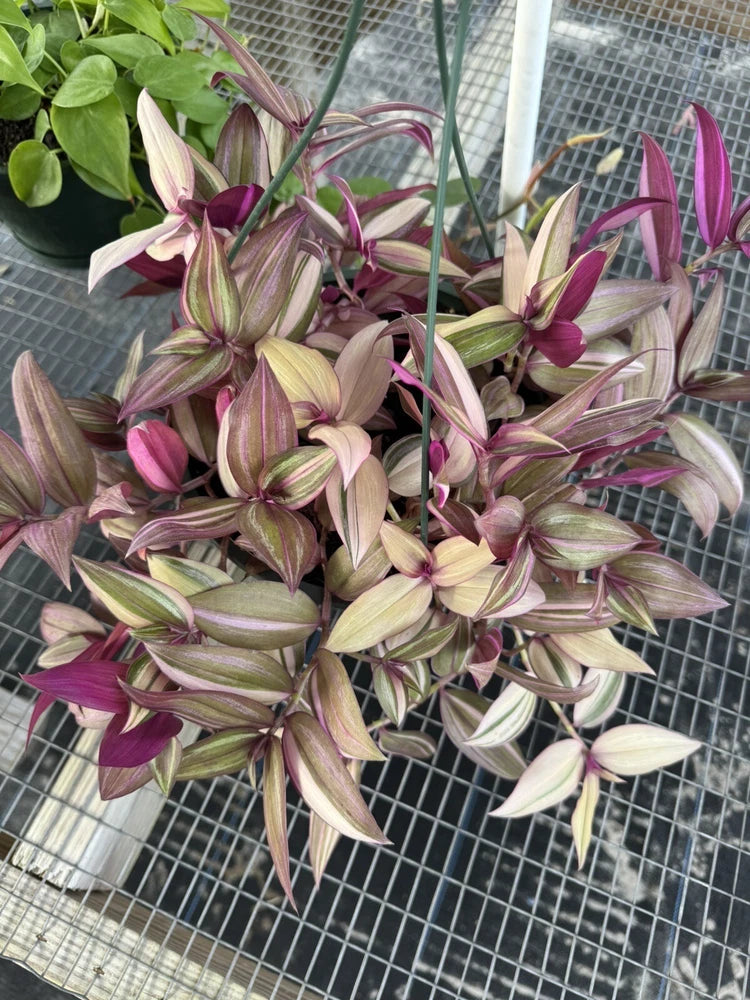 Wandering Jew live plant in woven basket, striped purple and cream leaves