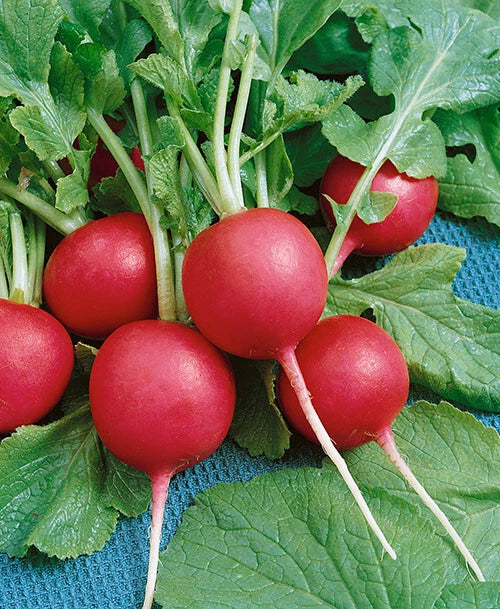 700+ CRIMSON GIANT RADISH SEEDS. FRESH FOR GARDENS Garden Plants