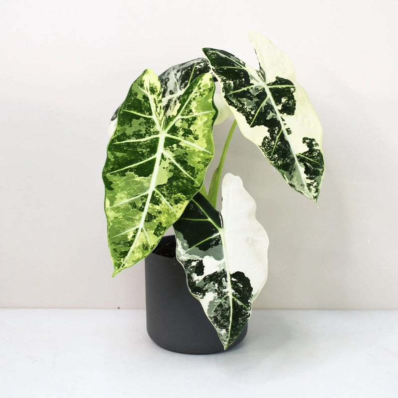 Variegated alocasia plant with green and cream glossy leaves in black pot