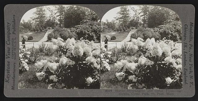 Hardy hydrangeas and other flowering shrubs, Como Park, St. Paul, Minn. Hydrangea