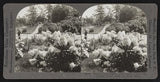 Hardy hydrangeas and other flowering shrubs, Como Park, St. Paul, Minn. Hydrangea