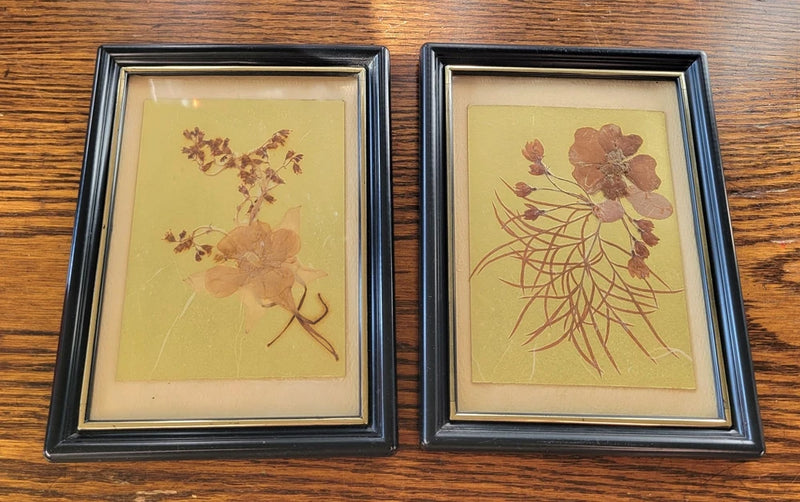 Set of 2 framed pressed flower and grass herbarium prints with amber tones