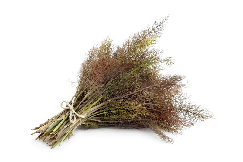 100 BRONZE FENNEL Foeniculum Vulgare Purpureum Herb Yellow Flower Seeds Flowering Plants