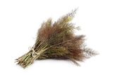 100 BRONZE FENNEL Foeniculum Vulgare Purpureum Herb Yellow Flower Seeds Flowering Plants