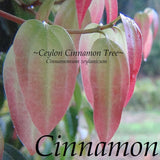 ~Ceylon CINNAMON SPICE TREE~ Cinnamomum zeylanicum  Potd 3-4' + XXL Plant Orchids