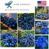 Blue and Black Hosta Seeds for Shade Garden Planting Perennial Flower Seeds Garden Plants