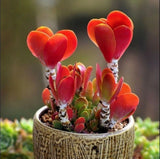 ____COLORFUL ECHEVERIA__ mix rare exotic succulent HEN CHICKS US succulent seed,to Orchids