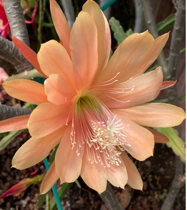 25+ FRESH SEEDS Epiphyllum Orchid Cactus KING MIDAS x MASADA free shipping Orchids