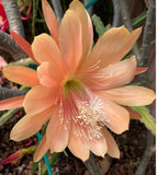 25+ FRESH SEEDS Epiphyllum Orchid Cactus KING MIDAS x MASADA free shipping Orchids