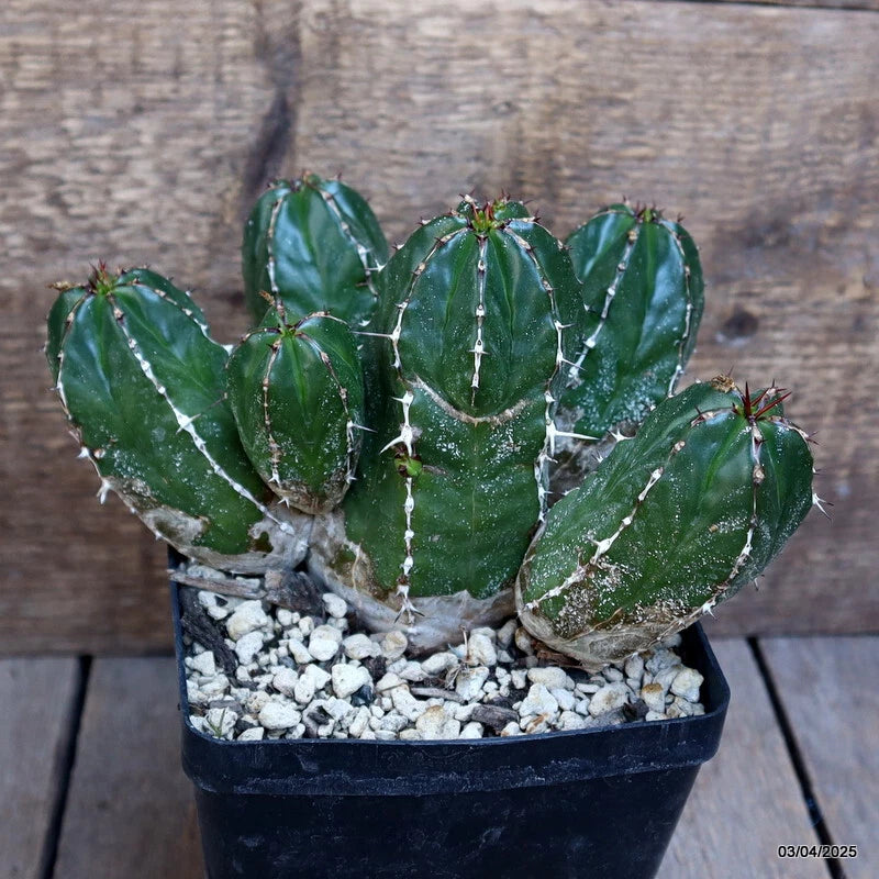 Green euphorbia cactus in black pot with flat paddle leaves and small red tips