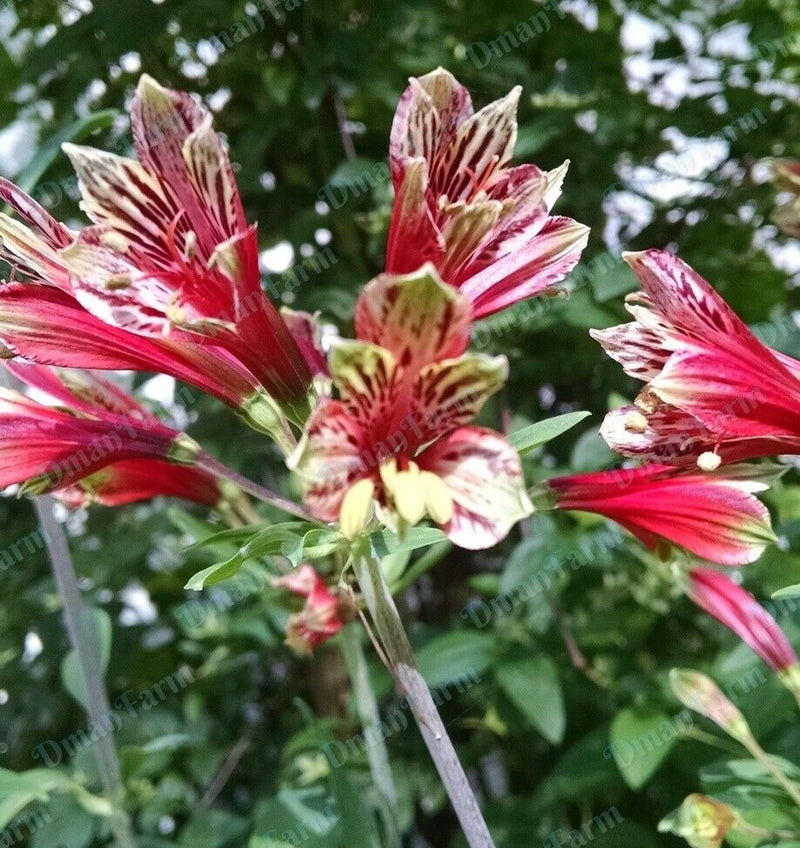 Alstroemeria flowers with pink and white striped, red centers