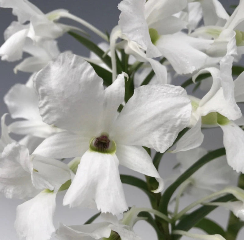 White orchid flowers with pale green centers and dark red throat