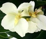 CANNA WHITE Canna x Generalis - 5 Seeds Lily