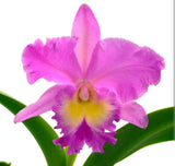 Cattleya Orchid Pink Yellow Flowering Broadleaf Potted Live Plant Indoor Outdoor Orchids