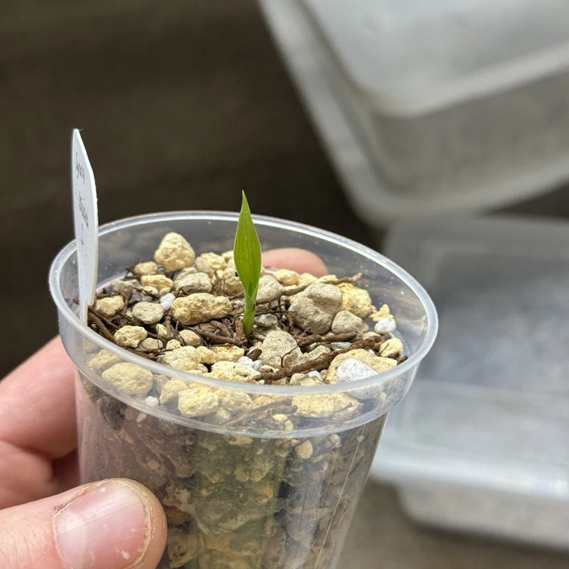 Cynorkis Lowiana Seedling #1 Terrestrial Orchid Orchids