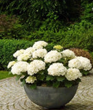 20Pcs Perennial Seeds Home Garden White Hydrangea Seeds Easy to Grow Flower DIY Hydrangea