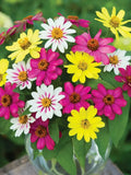 100+ Zahara Raspberry Lemonade Mix Zinnia Seeds for Garden - FREE SHIPPING! Garden Plants