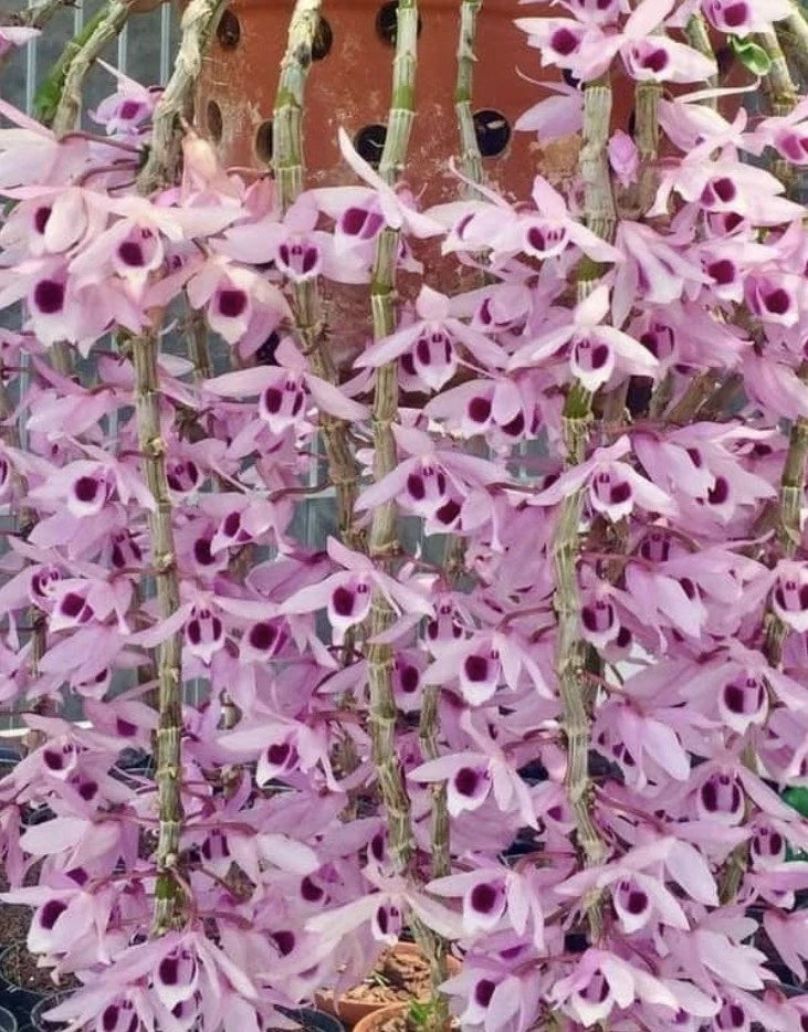 Orchid - Dendrobium Nikki Tee - Hybrid 2018 - Live Plant Orchids