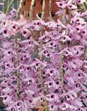 Orchid - Dendrobium Nikki Tee - Hybrid 2018 - Live Plant Orchids