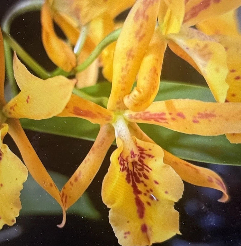 ORCHID PLANTS eplc Don Herman Carmela Spots 2 in pot seedling Orchids