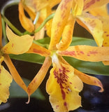 ORCHID PLANTS eplc Don Herman Carmela Spots 2 in pot seedling Orchids