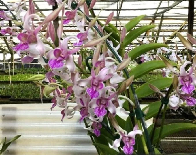 (761) Den.Lorrie Mortimer  S&W       MS Orchids
