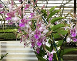 (761) Den.Lorrie Mortimer  S&W       MS Orchids