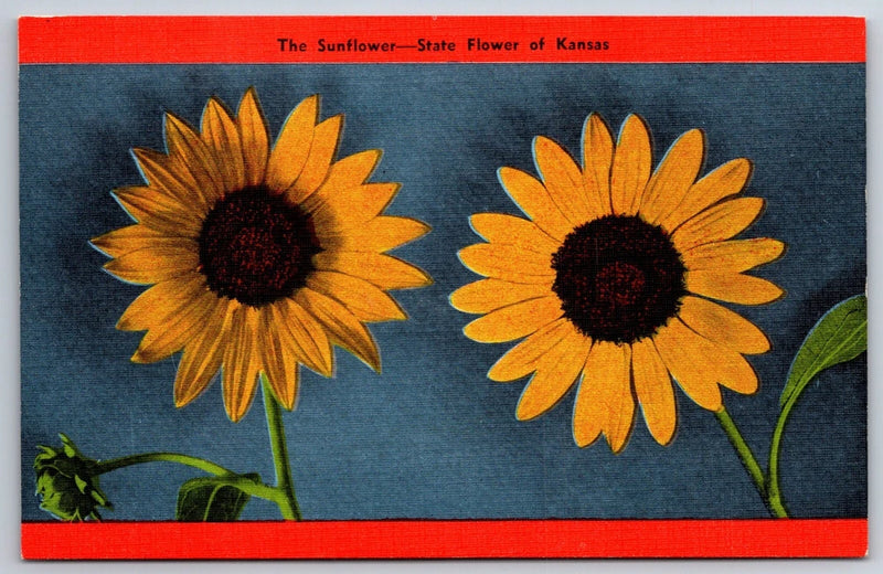 Kansas~The Sunflower State Flower Of KS In Red Frame~Vintage Linen Postcard Sunflower
