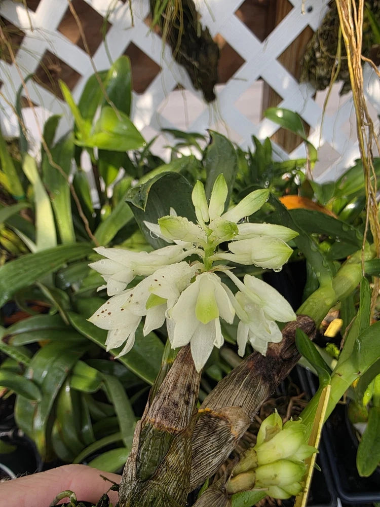 Blooming white Dendrobium orchid with pale green leaves in a pot, wooden stake visible