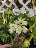 Dendrobium Hsinying Smile 'Mont Blanc' blooming size Dendrobium orchid clone... Orchids