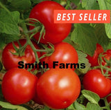 50+ Seeds BONNY BEST Tomato Hybrid Juicy Easy to Grow Vegetable Garden Garden Plants