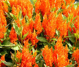 CELOCIA NANA GLITTERS ORANGE Celosia Plumosa - 125 Bulk Seeds Garden Plants