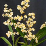 Oncidium Twinkle 'CT White Strong' 2.5" Orchids