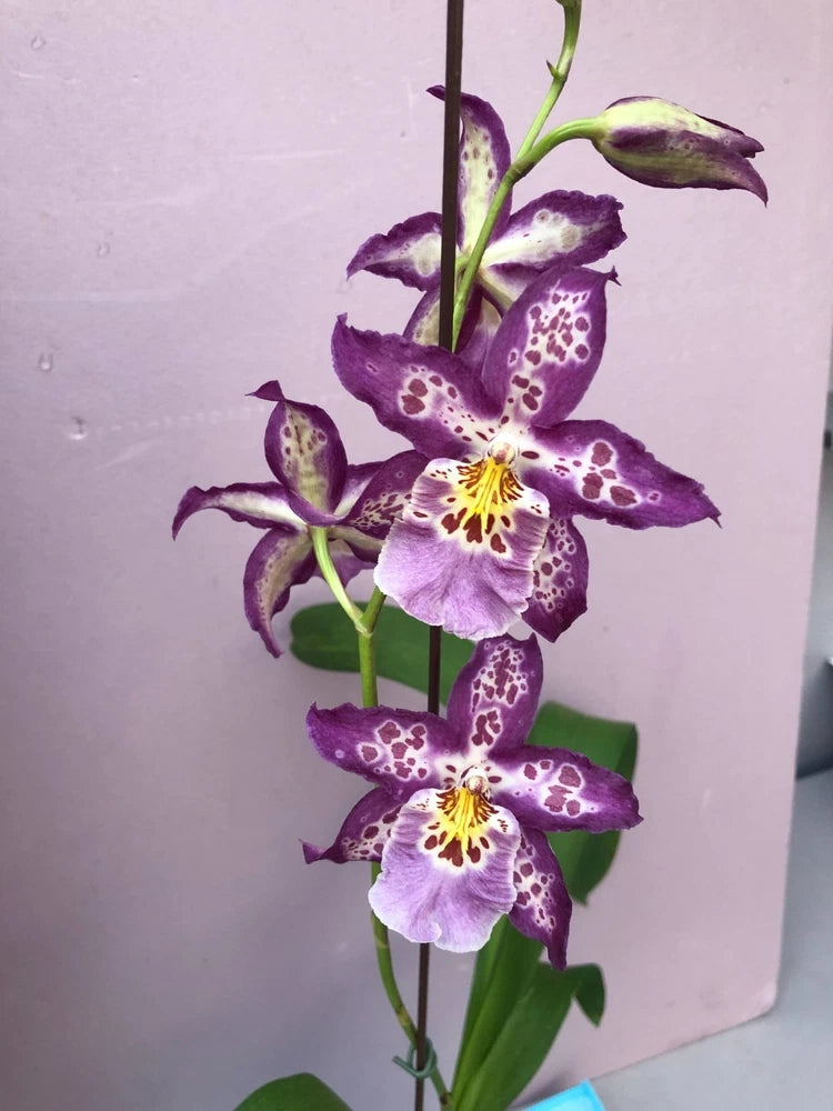 (752) Dgmra Shibumi Purple Rain     BS Orchids