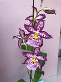 (752) Dgmra Shibumi Purple Rain     BS Orchids