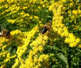 CANADA GOLDENRODE Solidago Canadensis - 1,000 Seeds Garden Plants
