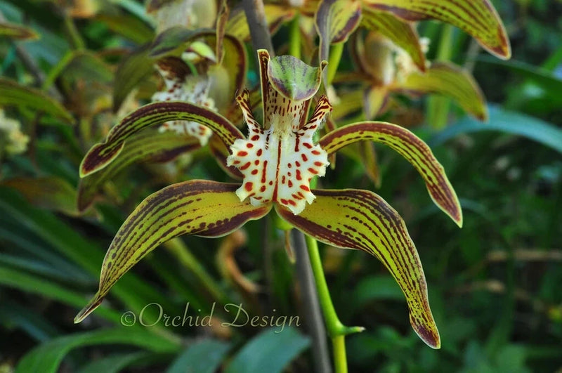 Fragrant orchid flower with green and brown striped petals and speckled center