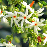 Nyctanthes arbor-tristis | Night-flowering Coral Jasmine | Parijat | 5_Seeds Flowering Plants