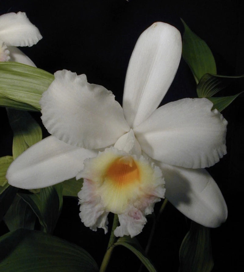 White orchid flower with broad petals and yellow center, with green leaves