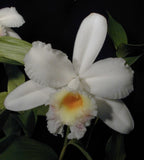 Sobralia virginalis - Species Orchid 4.5 Ò Pot - Blooming Size Orchids