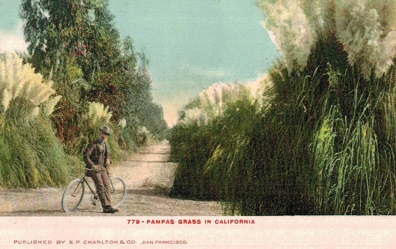 VIntage Postcard-Pampas Grass in CA Pampas Grass