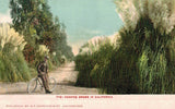 VIntage Postcard-Pampas Grass in CA Pampas Grass