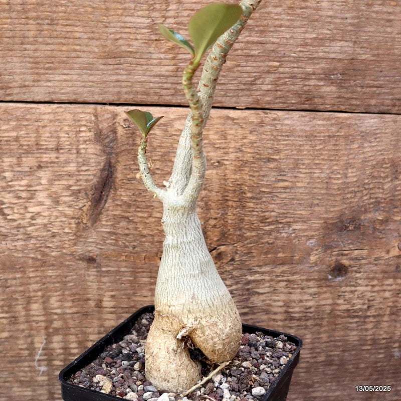 D4082 ADENIUM OBESUM pot10-H27-W7 cm MaMa Cactus Green Plant