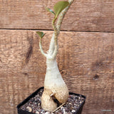 D4082 ADENIUM OBESUM pot10-H27-W7 cm MaMa Cactus Green Plant