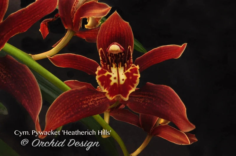 Red cymbidium orchid cluster with yellow lips and green stems